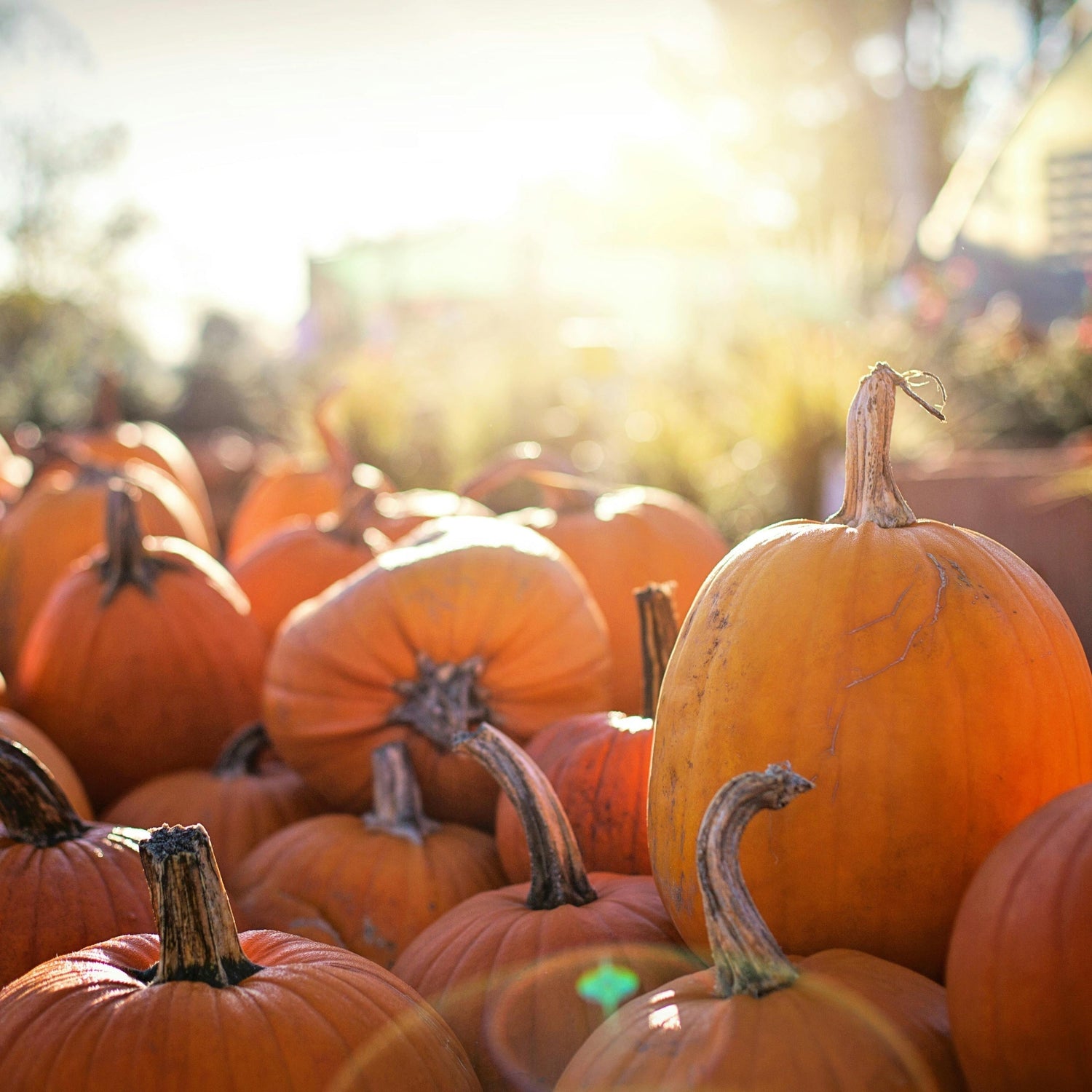 Kürbiszeit – Warum das Herbstgemüse so gut für dich ist