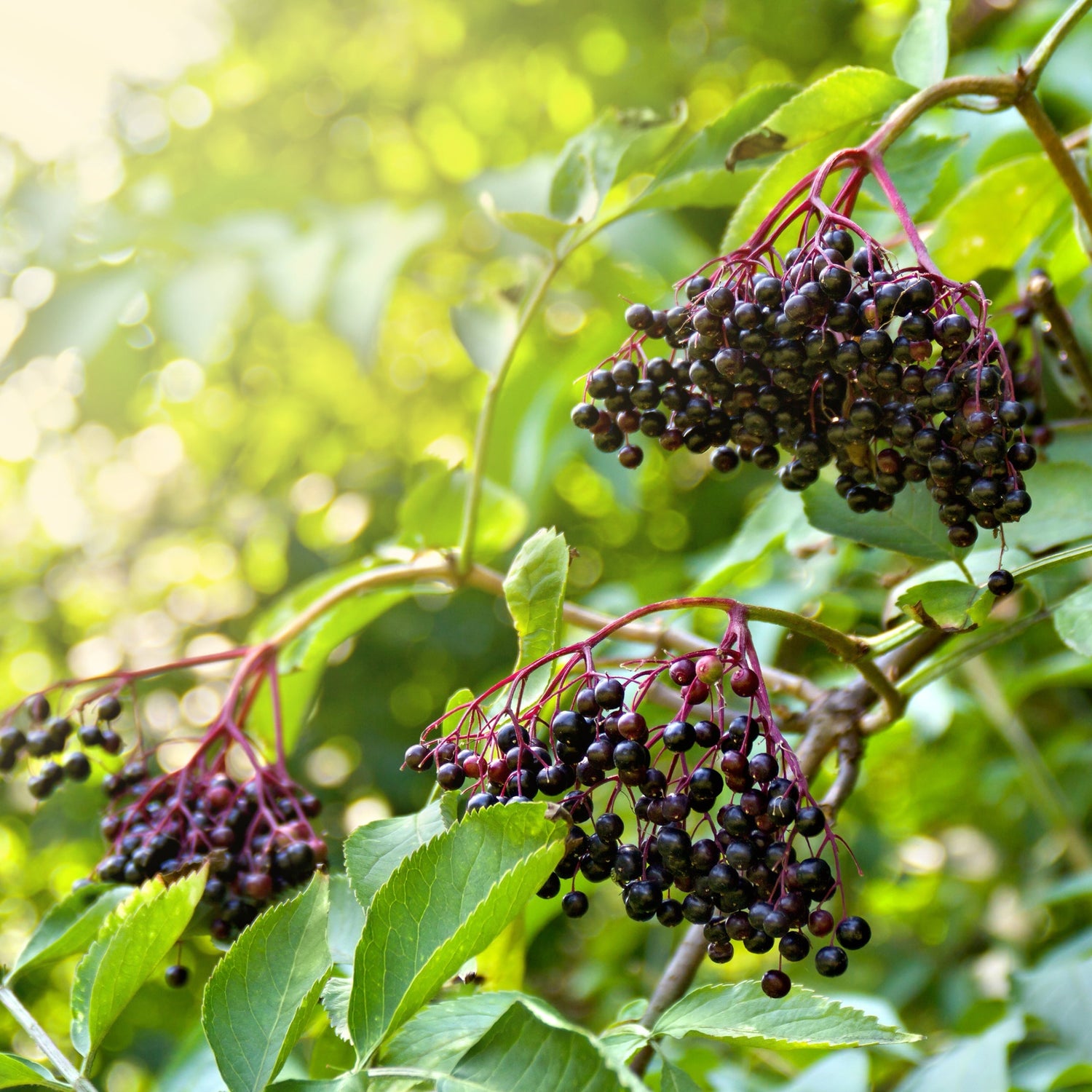 Schwarzer Holunder Magazin Nature's Way